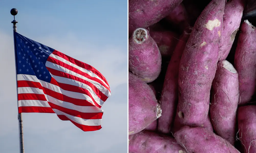 Purple Sweet Potato